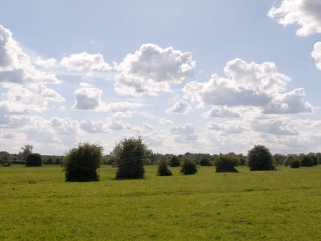 a summer countryside scene outside in essex england of the uk with a row of plants and trees sticking up and lots of grass and clear weather beautiful and pretty