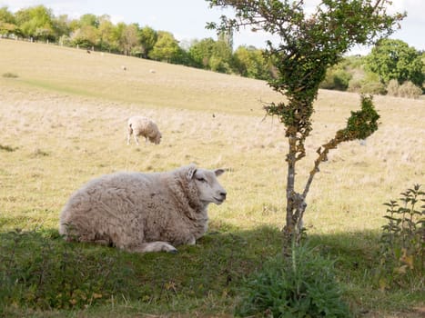 a sheep resting in the field outside in the uk up close in essex of constable country of the uk white and fluffy looking at camera in the summer afternoon lazy and plump