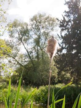 a macro close up of a bulrush at the riverside with lots of summer light beaming down upon it in the uk essex of england