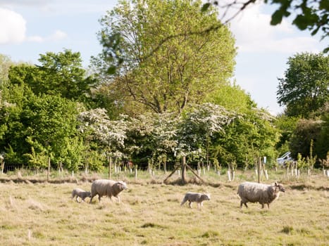 sheep outside in the country walking and resting in the summer light in day time afternoon in essex england of the uk very white and cute with nice hot weather