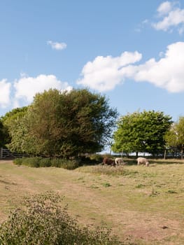 two white and one brown sheep in a summer's field in essex constable country in dedham uk grazing and eating grass near a fence beautiful