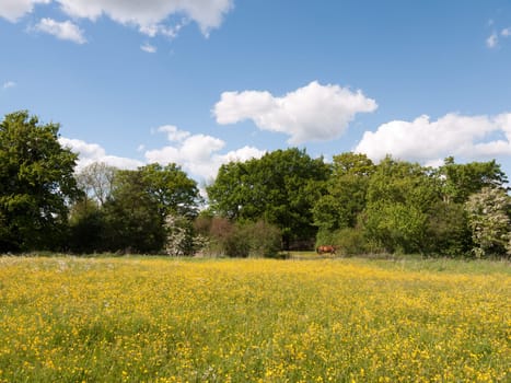 a summer field of buttercups and dandelions outside in the countryside on a clear day afternoon peace in essex dedham england of the uk