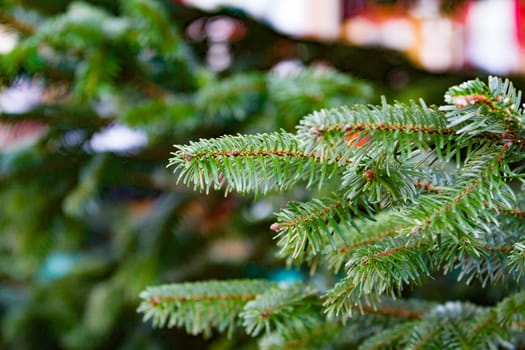 Green fir branch in detail