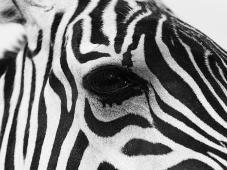 Black and white close up shot of a zebra