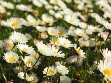 Field of daisies, close up shot with morning sun