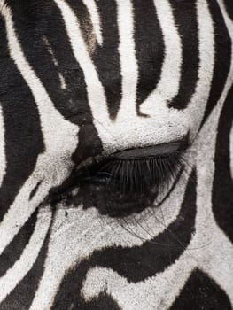 Close up shot of an eye of a zebra, muted color style