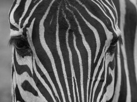 Close up view of a zebra, black and white