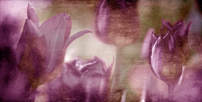 tulips old pastel colors gray brown concept commemorate old colored