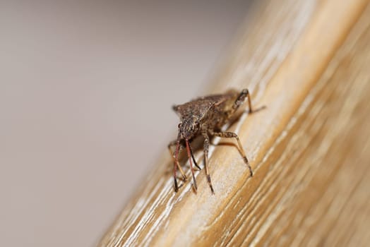 Bug