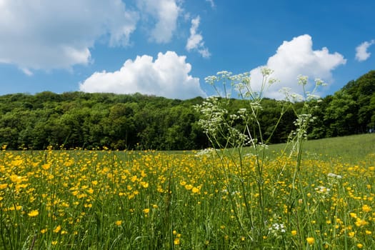 Meadow in spring,landscape with marsh yolk flowers in good weather