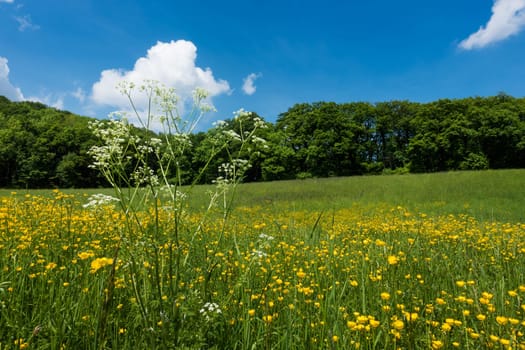 Meadow in spring,landscape with marsh yolk flowers in good weather