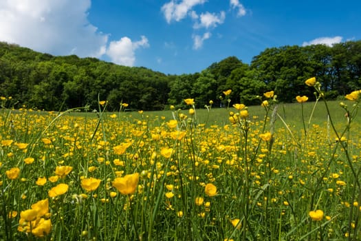Meadow in spring,landscape with marsh yolk flowers in good weather