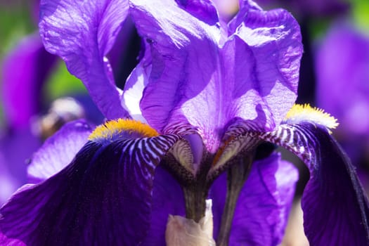 Iris close-up,purple flowering flower in spring