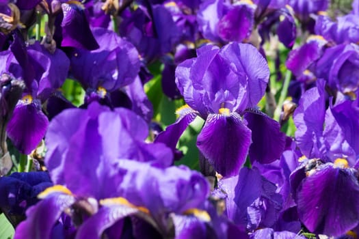 Iris close-up,purple flowering flower in spring