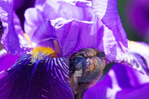Iris close-up,purple flowering flower in spring