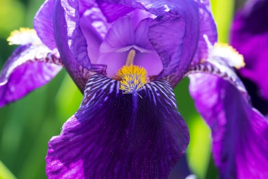 Iris close-up,purple flowering flower in spring
