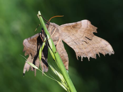Poplar Swarmer - Moth