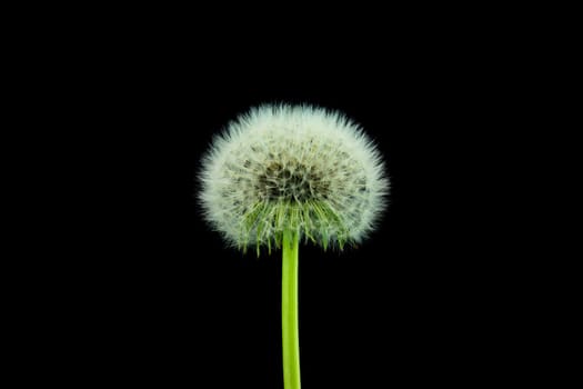 Dandelion,seeds of the dandelion against a black background