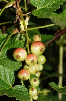 Unripe red currants