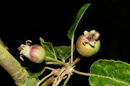 Apples in the growth phase