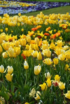 Tulips
