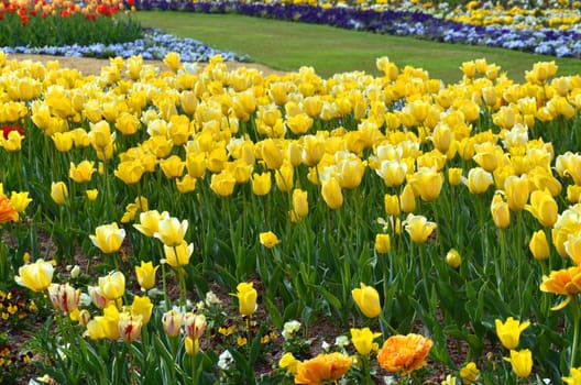 Tulips