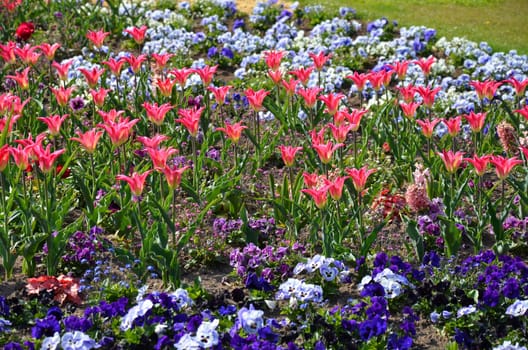 Tulips