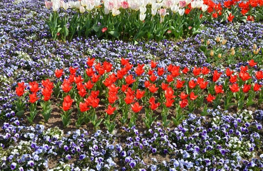 Tulips