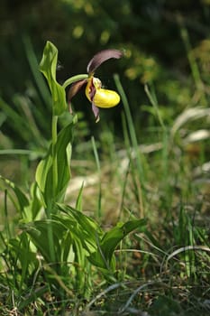 Yellow women's slipper (Cypripedium calceolus)