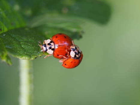 Asian ladybugs - acrobatics