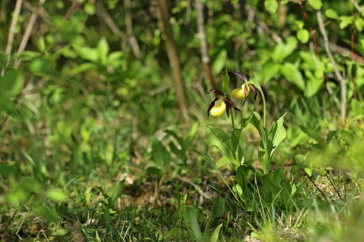 Yellow women's slipper (Cypripedium calceolus)