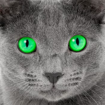 Pedigree Cat Russian Blue (Felis silvestris catus),Hangover,Age 8 months,Portrait