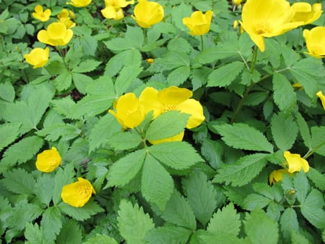 Flowering Japanese forest poppy,Hylomecon japonica