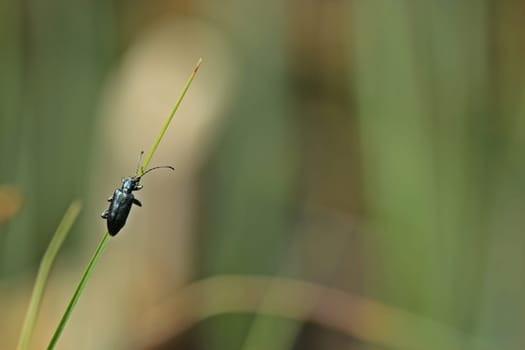 Silky tubular beetle (Plateumaris sericea)