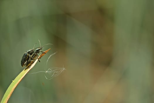Mating of the silky cane beetle (Plateumaris sericea)