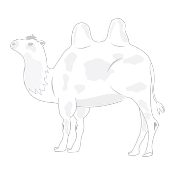 Illustration animal camel on white background