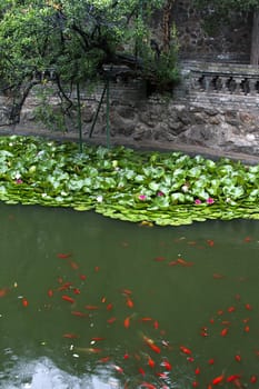 lake carps zen tranquil oriental  waterlily blossom
