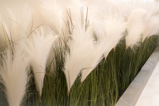 White Grass Flower Decorated On Wall, stock photo