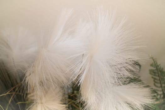 White Grass Flower Decorated On Wall, stock photo