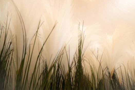 White Grass Flower Decorated On Wall, stock photo