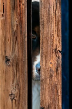 Bernese Mountain Dog looking through a fence gap