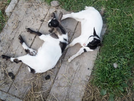 Top view of two domestic goat cubs lying on boards on a small alpine pasture in South Tyrol.