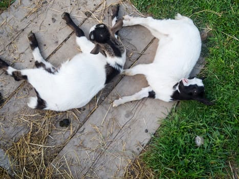 Top view of two domestic goat cubs lying on boards on a small alpine pasture in South Tyrol.