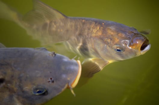 Two carp take the air