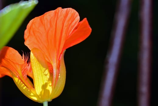 Great nasturtium ( Tropaeolum majus )