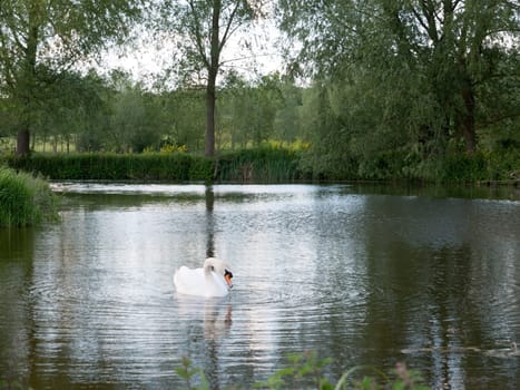 gorgeous shots of a single swan on a lake close up reflected resting and being serene and powerful on a summer's afternoon in late spring and early summer with bright light and peace posing for the camera and ripples in water around