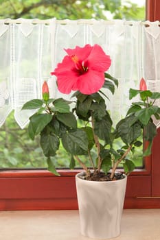 Big pink Hibiscus flower in the pot on window sill in traditional European country house