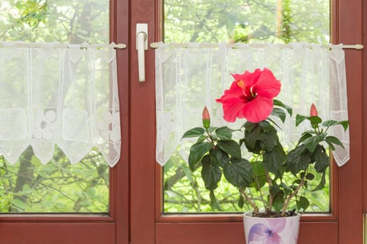 Beautiful potted red Hibiscus flower on windowsill in interior of rustic European house