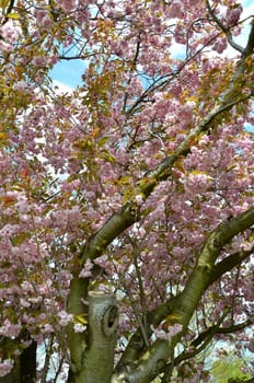 Japanese flower cherry