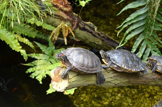 Letter- Ornamental Turtle